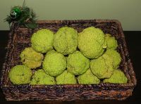 Osage Oranges | Just A Pinch Recipes