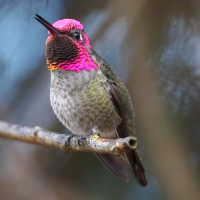 Hummingbird Nectar Recipe | Smithsonian Migratory Bird Center