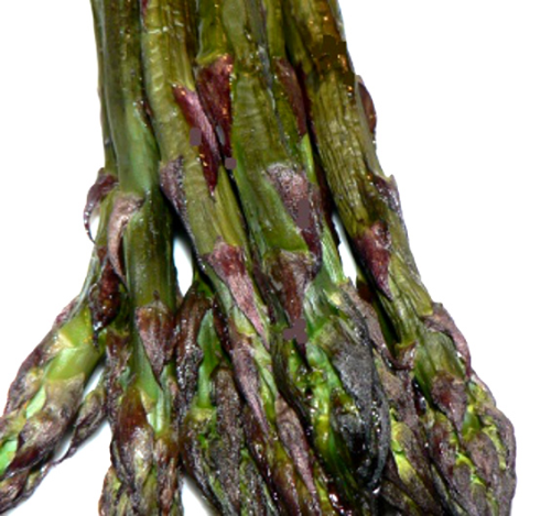 Roasted Purple Asparagus